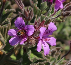 Pelargonium cucullatum cucullatum