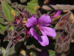 Pelargonium cucullatum cucullatum