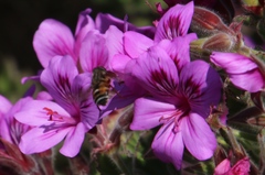 Pelargonium cucullatum cucullatum