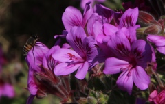 Pelargonium cucullatum cucullatum