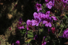 Pelargonium cucullatum cucullatum