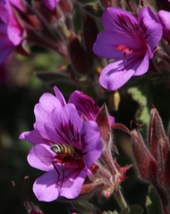 Pelargonium cucullatum cucullatum