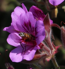 Pelargonium cucullatum cucullatum