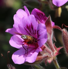 Pelargonium cucullatum cucullatum