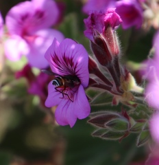 Pelargonium cucullatum cucullatum