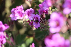 Pelargonium cucullatum cucullatum