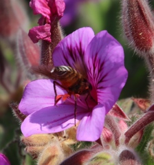 Pelargonium cucullatum cucullatum