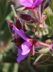 Pelargonium cucullatum cucullatum