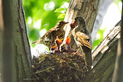 White's Thrush photo 2