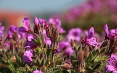 Pelargonium cucullatum cucullatum
