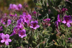 Pelargonium cucullatum cucullatum