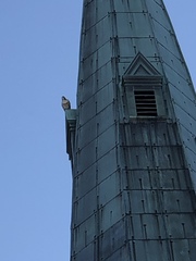 Buteo jamaicensis