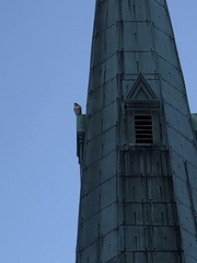 Buteo jamaicensis