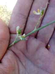 Genista pseudoretamoides image