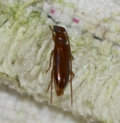 Typical Longhorn Beetles from Mount Mellum QLD 4550, Australia on May ...