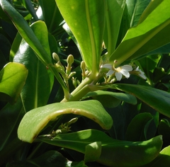 Scaevola taccada taccada
