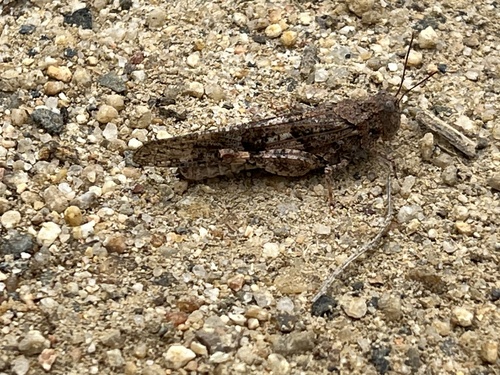 iNaturalist observation photo of Pallid-winged Grasshopper