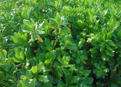 Scaevola taccada taccada