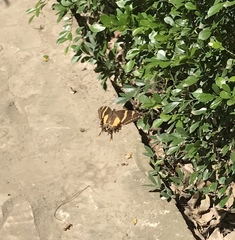 Heraclides machaonides