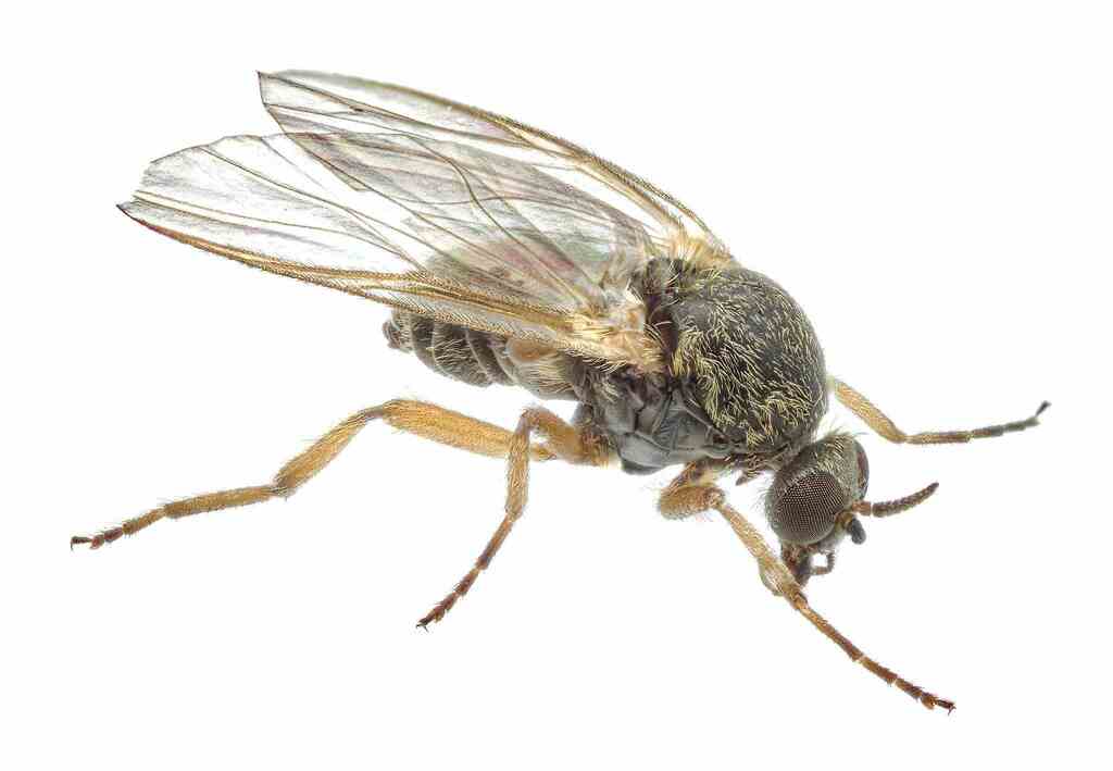 Prosimulium fuscum
