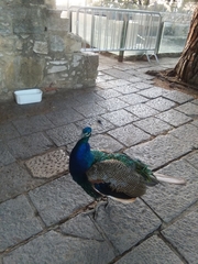Pavo cristatus