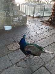 Pavo cristatus