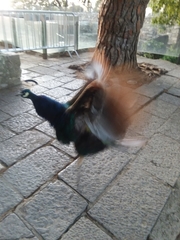 Pavo cristatus