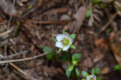 Gentianella grisebachii