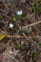 Gentianella grisebachii