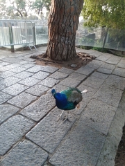 Pavo cristatus
