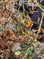 Solanum lycopersicum image