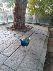 Pavo cristatus