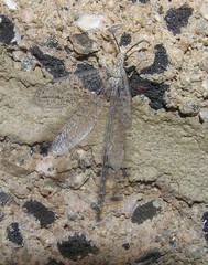 Brachynemurus