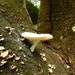 Oudemansiella cubensis - Photo (c) Nelson Wisnik, some rights reserved (CC BY-NC), uploaded by Nelson Wisnik