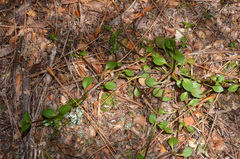 Gentianella grisebachii