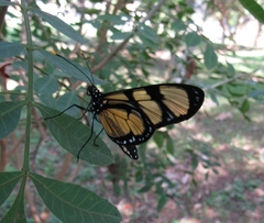 Methona themisto