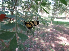 Methona themisto