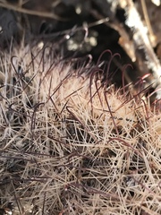 Mammillaria dioica