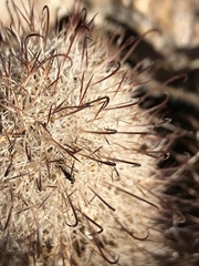Mammillaria dioica