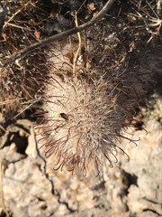 Mammillaria dioica