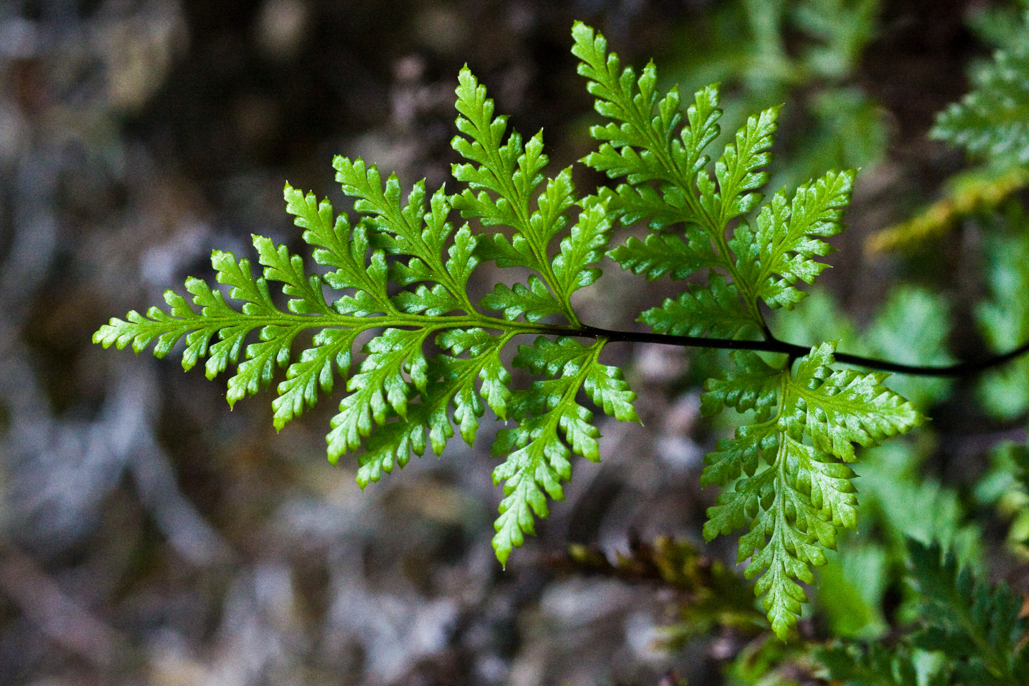 Aspidotis californica