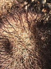 Mammillaria dioica