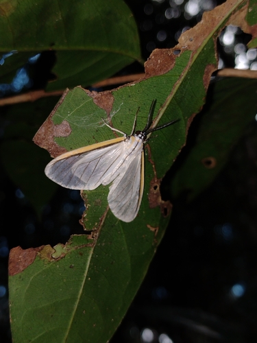 Hyalurga pura