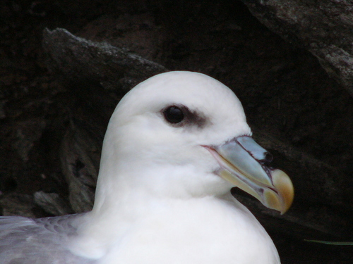 Northern Fulmar