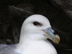 Northern Fulmar photo 4