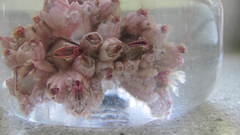 Notomegabalanus decorus