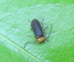 Asilis fulvithorax