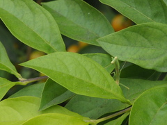 Hierodula patellifera