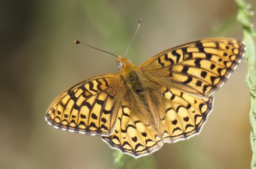 Callippe Fritillary