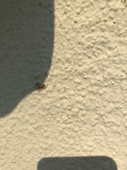 Menemerus bivittatus